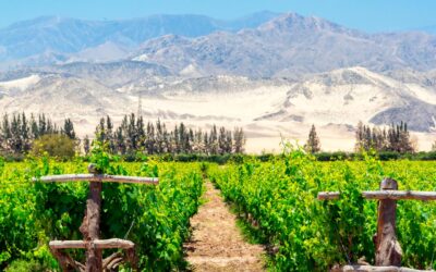 Agricultura en Perú le gana terreno a Chile y lo superaría en 2027