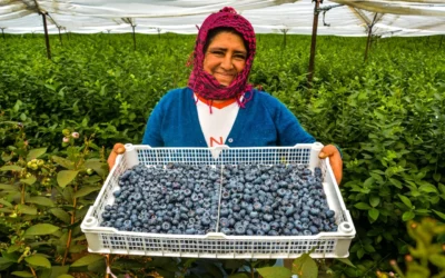 Producción de arándanos en Perú: crecimiento sostenido y nuevos retos logísticos