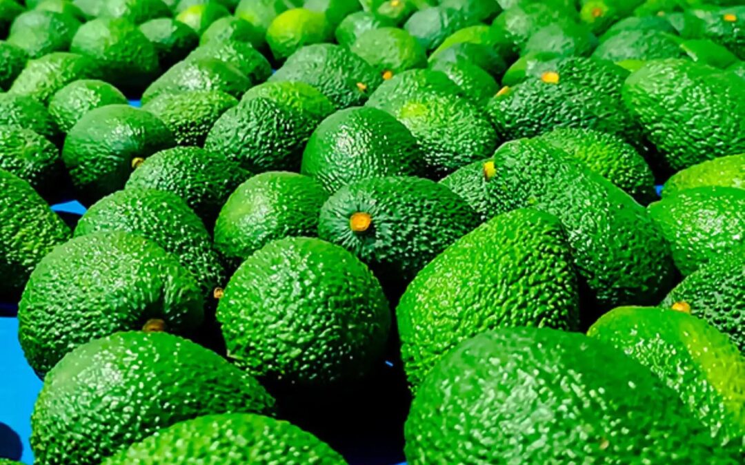 Exportar palta a Japón: 7 claves del protocolo fitosanitario