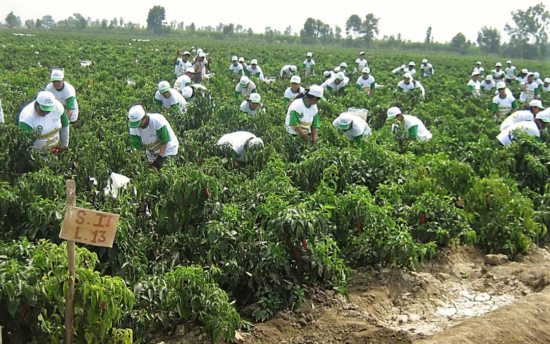 Agroexportación y narcotráfico: 5 desafíos críticos para blindar tu carga