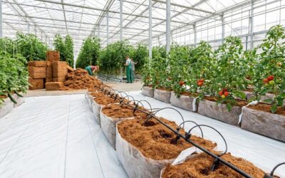 ¿Cuáles son los 7 requisitos fitosanitarios 2026 obligatorios para importar fibra de coco?